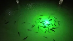 Green underwater fishing light attracting fish near dock pilings at night