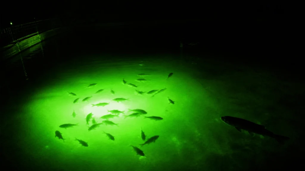 Green underwater fishing light attracting a school of fish at night