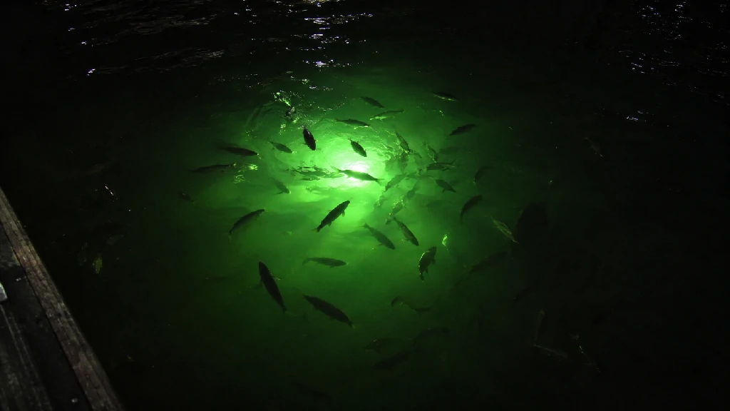 Fish gathering around a green underwater fishing light beside a dock at night