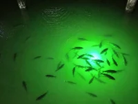 Green underwater fishing light attracting fish near dock pilings at night