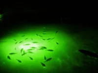 Green underwater fishing light attracting a school of fish at night