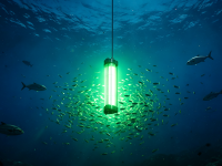 Green underwater fish attractor light surrounded by a school of fish