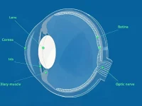 Retinal structure of the squid